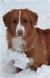 Snö-Mandie