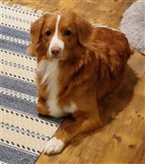 Madie i köket