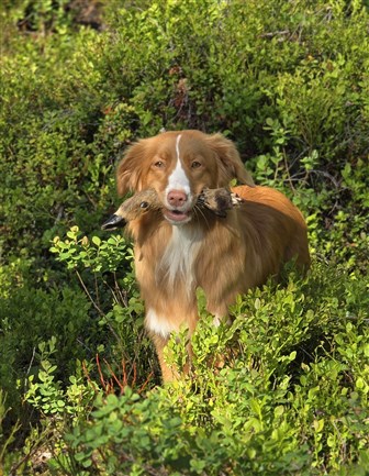 Maya viltspårare 1