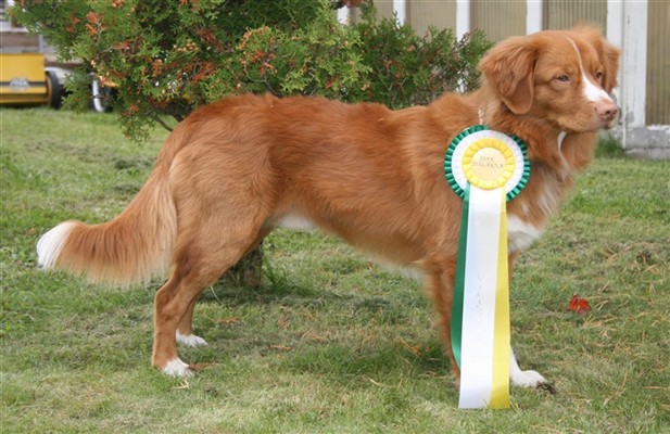 Viltspårschampion