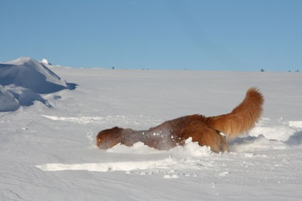 8 bb fjällen 3.jpg