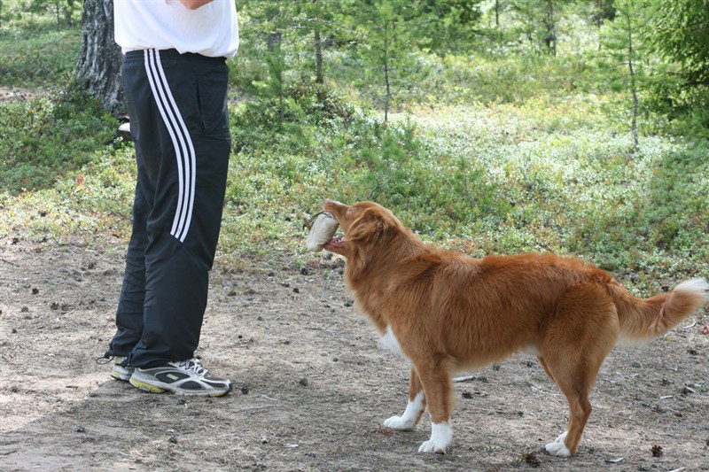 Hossa apporterar.jpg