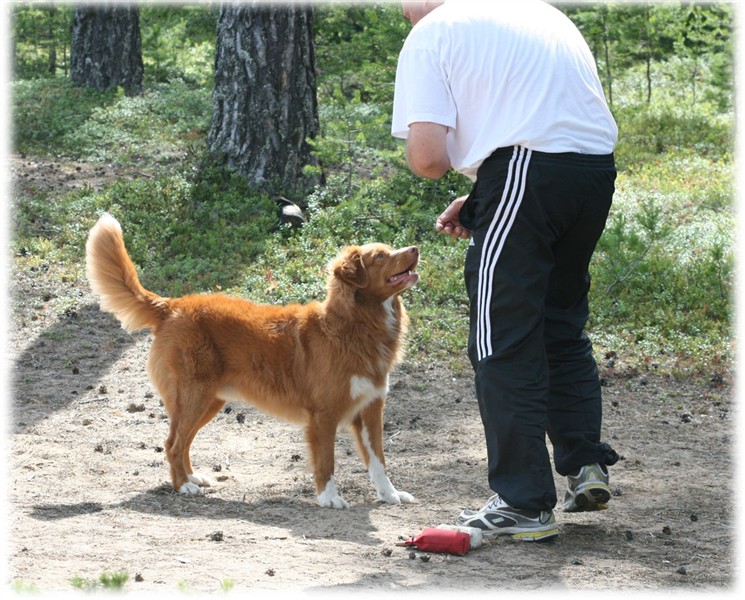 Hossa o Roger lyckad app.jpg